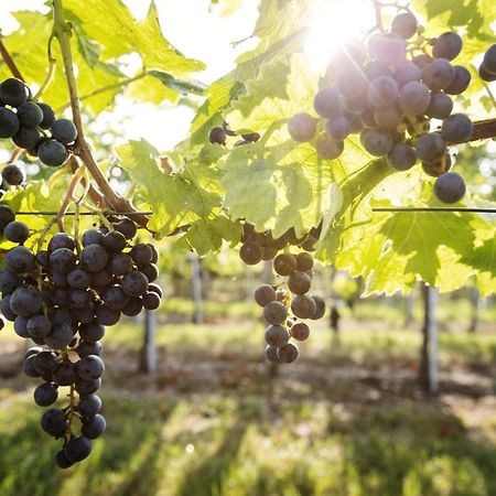 Weingut & Gastezimmer EdelmannGöttlesbrunn エクステリア 写真