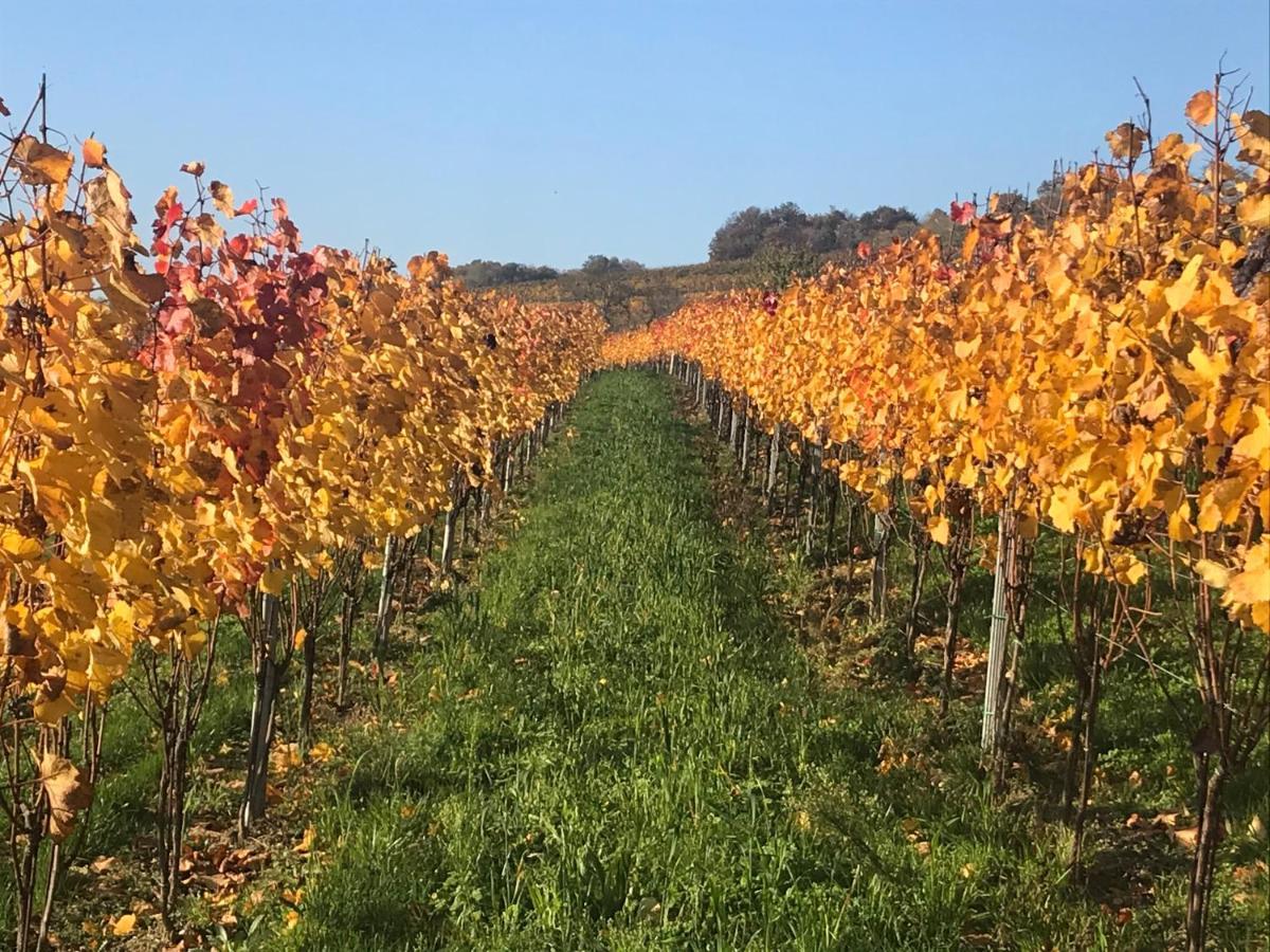 Weingut & Gastezimmer EdelmannGöttlesbrunn エクステリア 写真