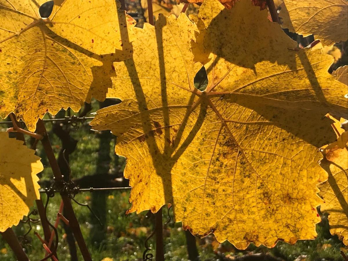 Weingut & Gastezimmer EdelmannGöttlesbrunn エクステリア 写真