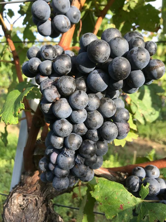 Weingut & Gastezimmer EdelmannGöttlesbrunn エクステリア 写真
