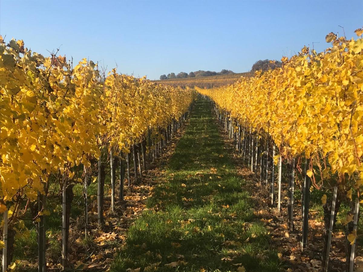 Weingut & Gastezimmer EdelmannGöttlesbrunn エクステリア 写真
